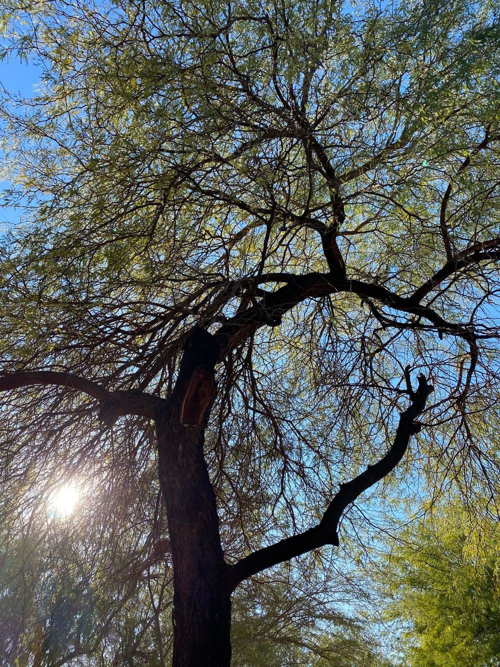 Tree branches against a bright blue sky with sunlight filtering through the leaves.