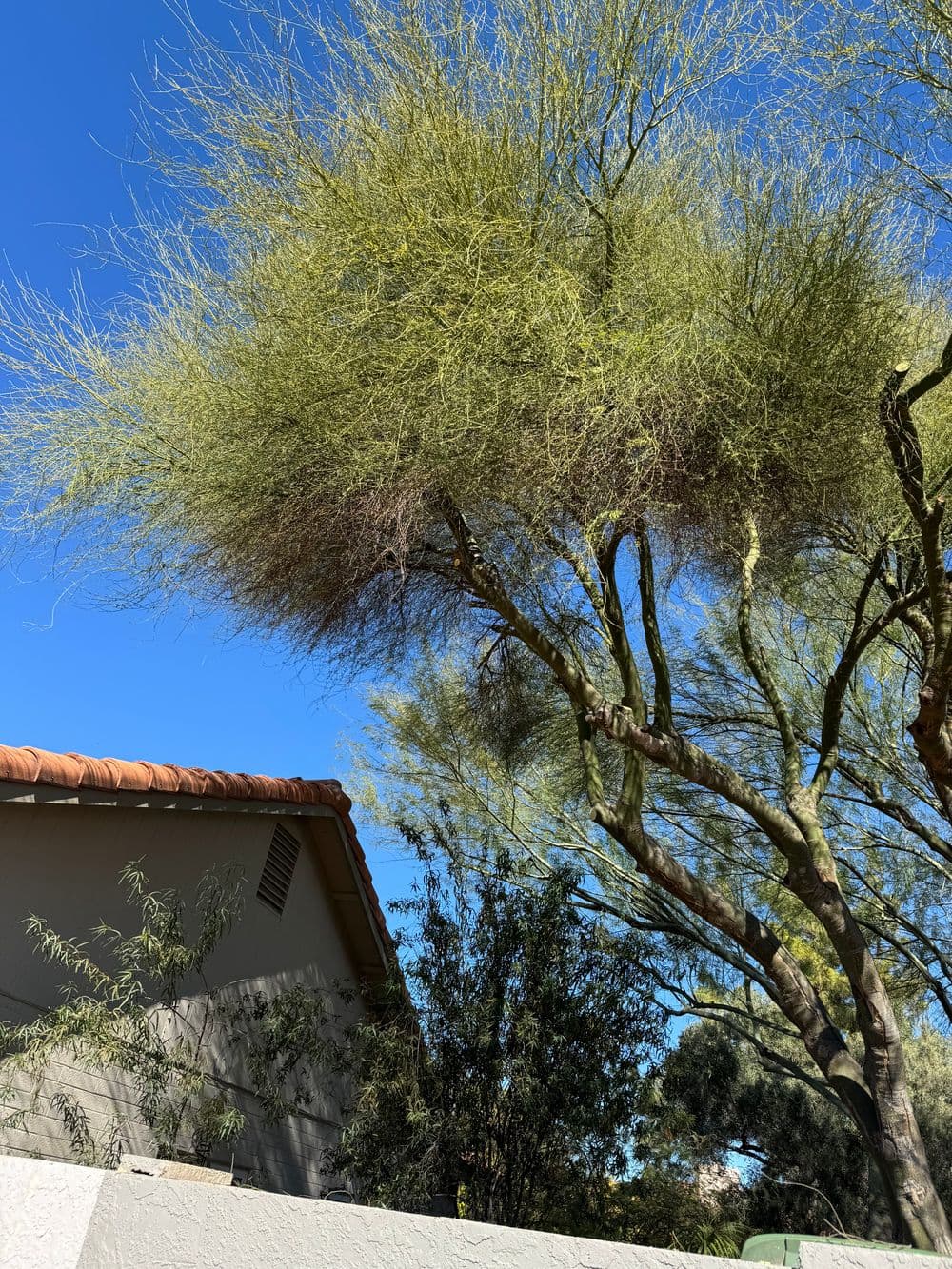 Green tree with wispy foliage against a clear blue sky, beside a residential home.